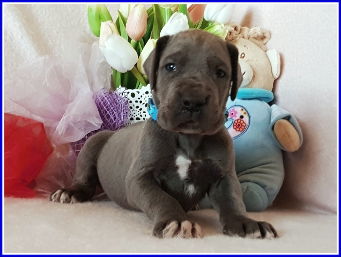 Litter Q - 3 weeks